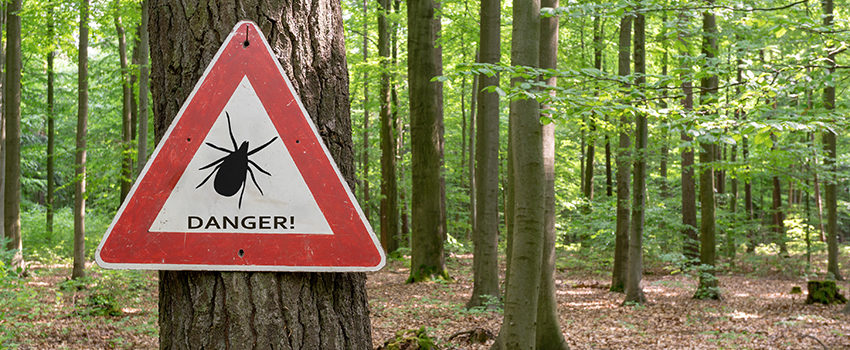 tick insect warning sign in forest