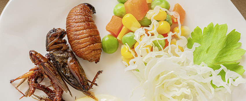 Fried Worm, Insect food with vegetable salad in the white bowl.