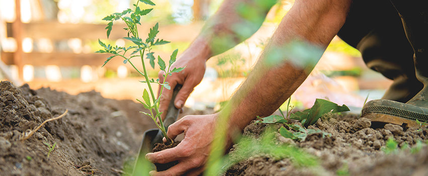 Farmer planting tomatoes seedling in organic garden